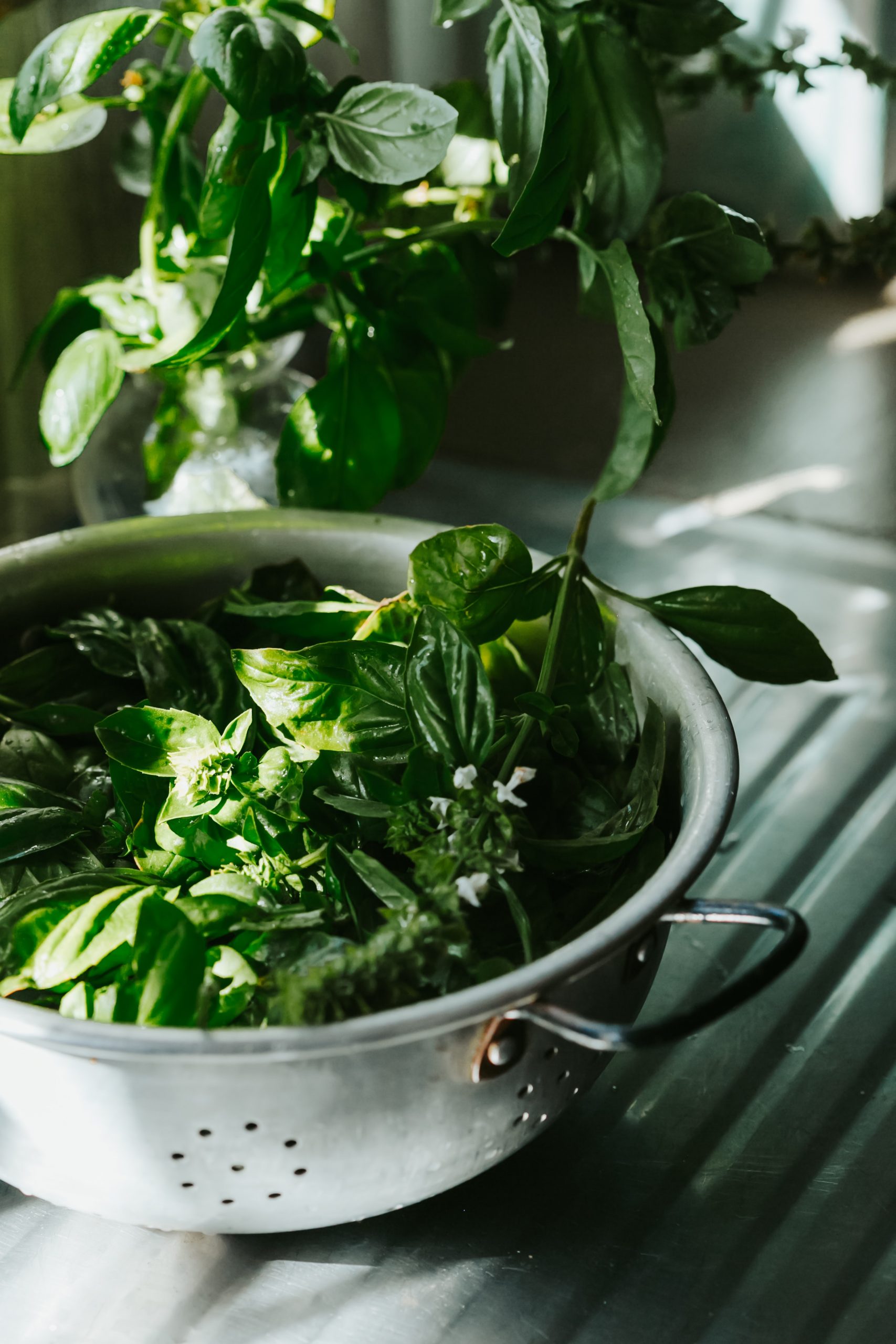 3 avantages de se soigner avec des plantes