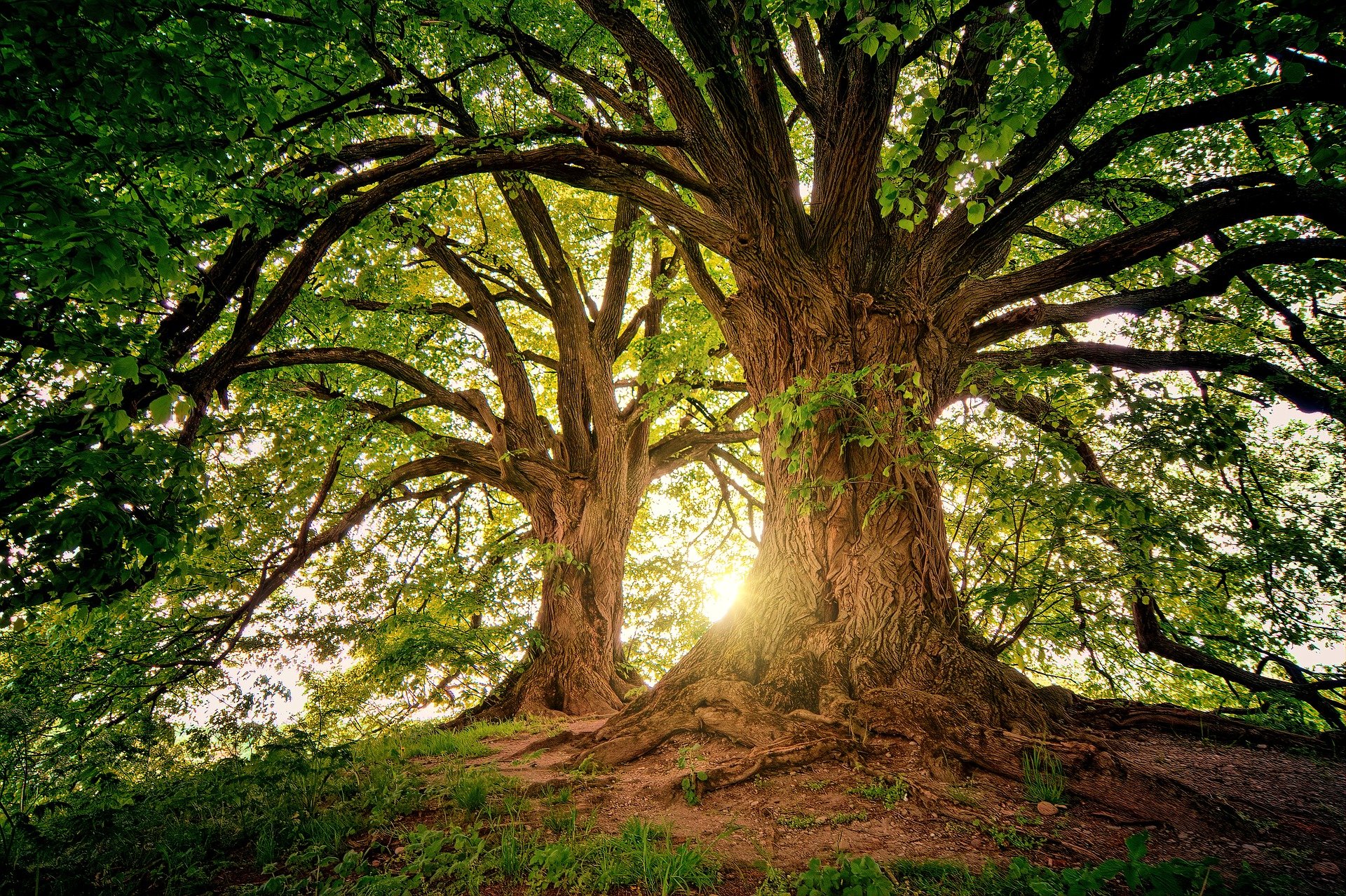 L’importance de planter des arbres pour l’environnement