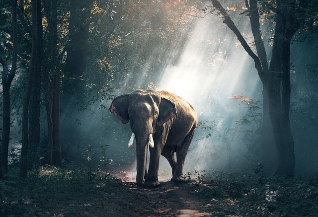 La protection des espèces menacées