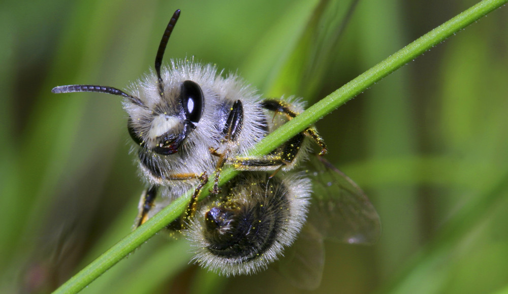 Les abeilles, sentinelles de la biodiversité : pourquoi leur rôle est-il si crucial pour notre écosystème ?
