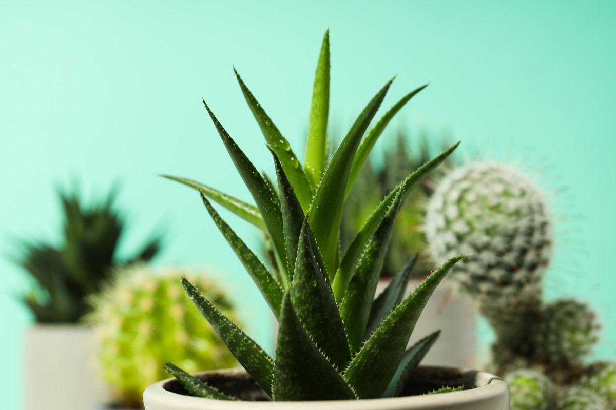 Des plantes d'intérieur pour un air plus pur: les bienfaits insoupçonnés de la verdure chez soi