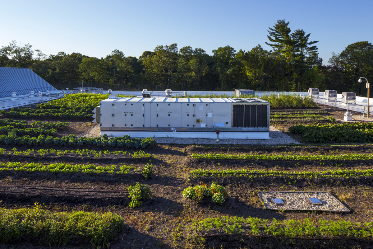 L'agriculture urbaine : une révolution pour cultiver en ville !