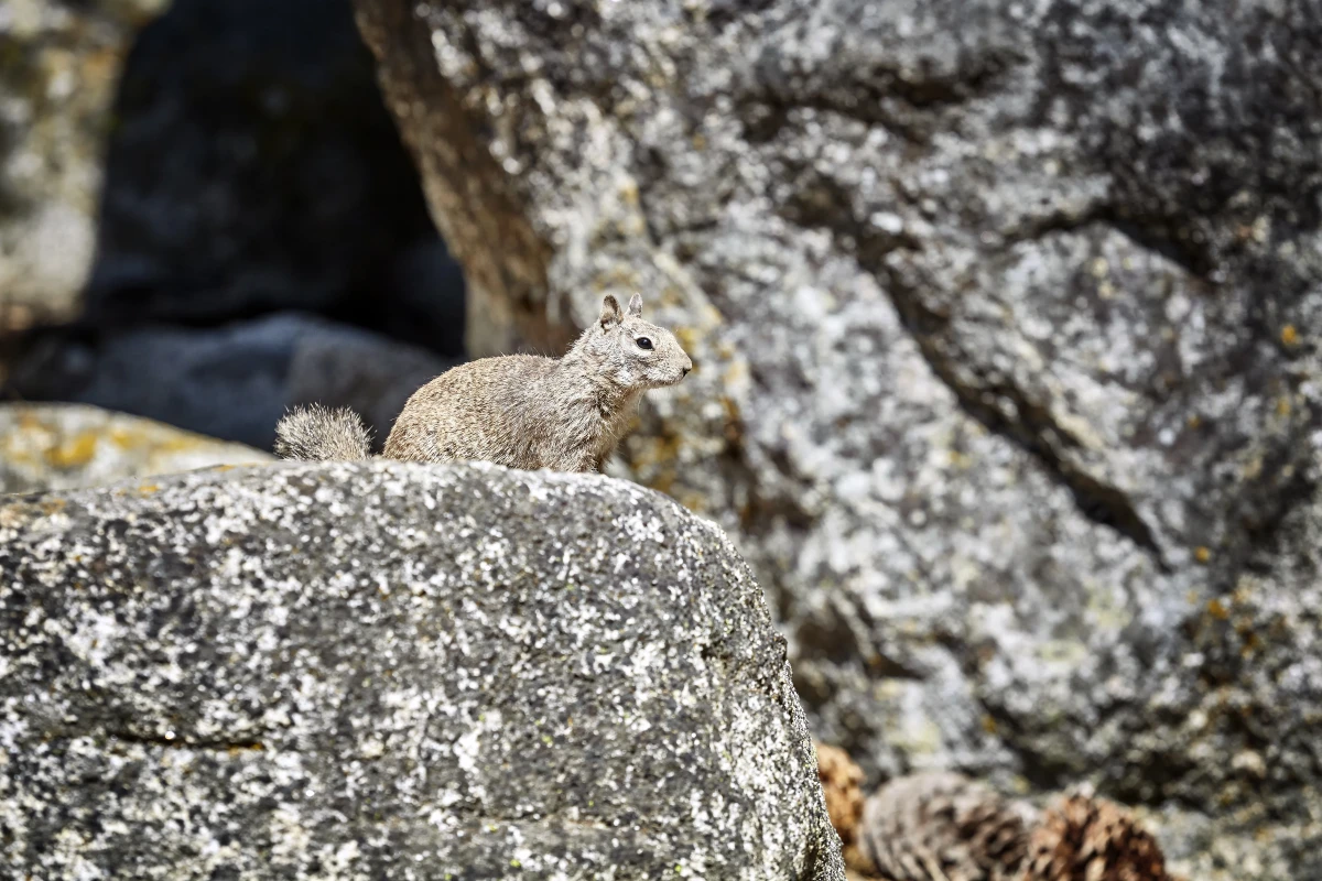 Créer des habitats pour la faune en milieu urbain