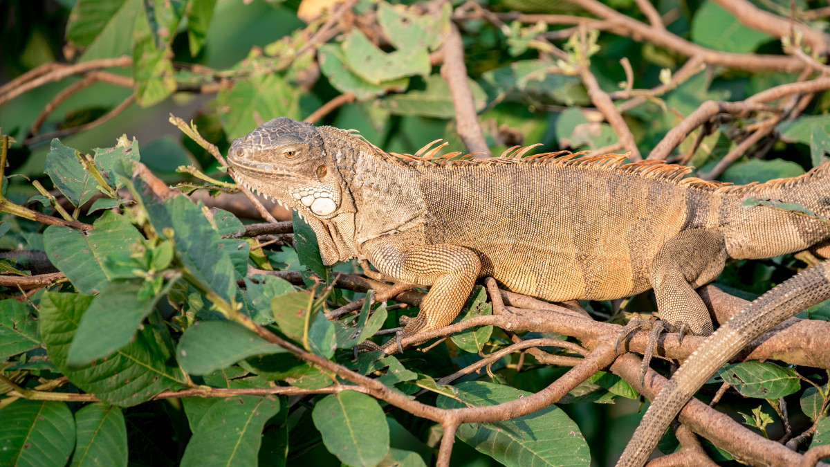 Espèces invasives : une menace grandissante pour nos écosystèmes