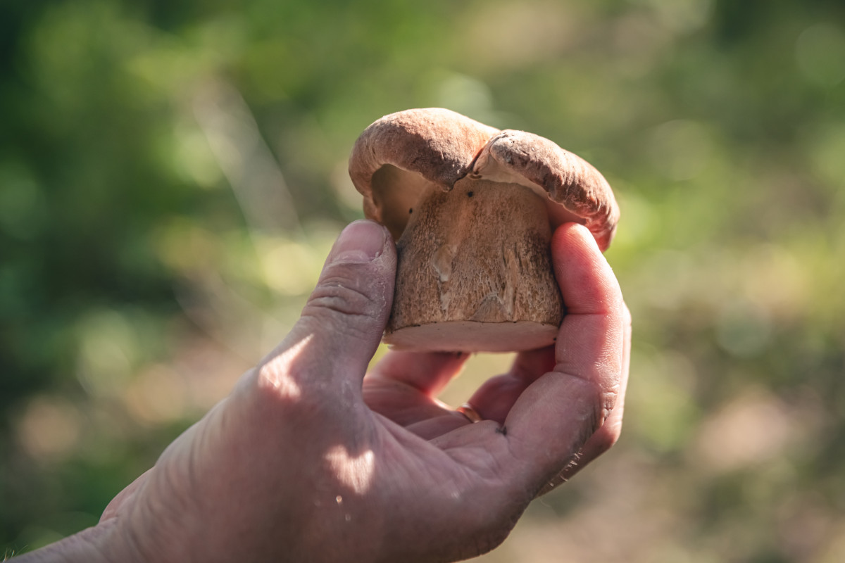 La sylvothérapie : une reconnexion à la nature pour booster votre santé