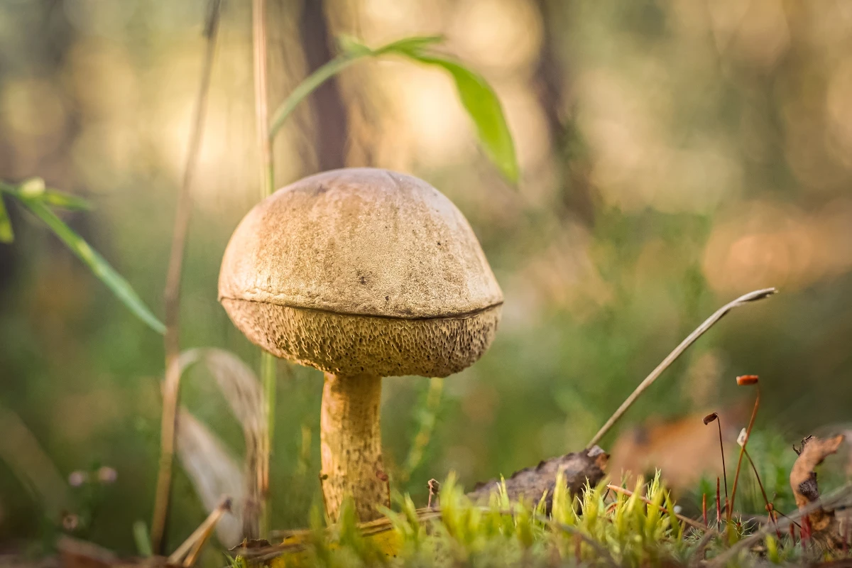 Les forêts comestibles : diversité alimentaire et écologique