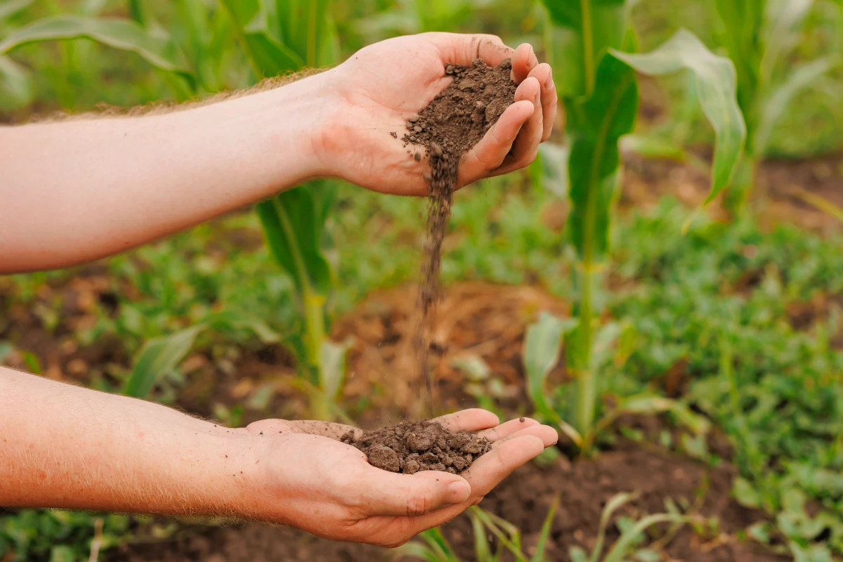 L'agroforesterie : combiner agriculture et préservation des forêts