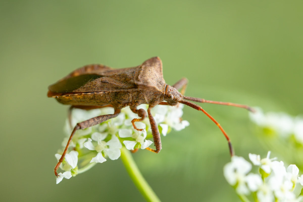 Le rôle des insectes dans les écosystèmes et leur protection