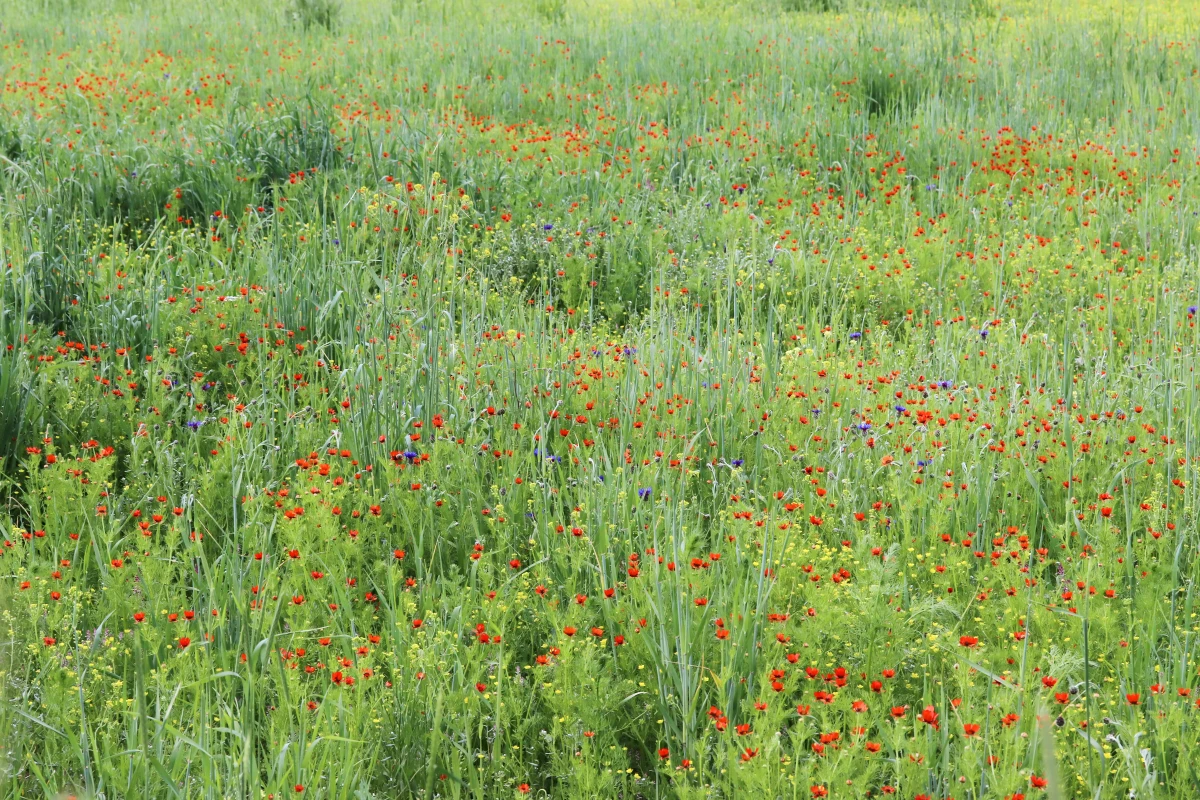 Les impacts de la perte de biodiversité sur les écosystèmes