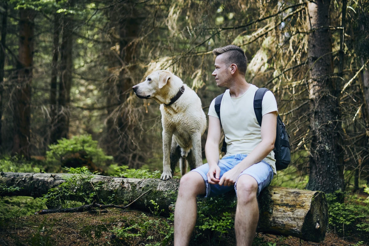 L'importance des forêts dans la régulation du climat