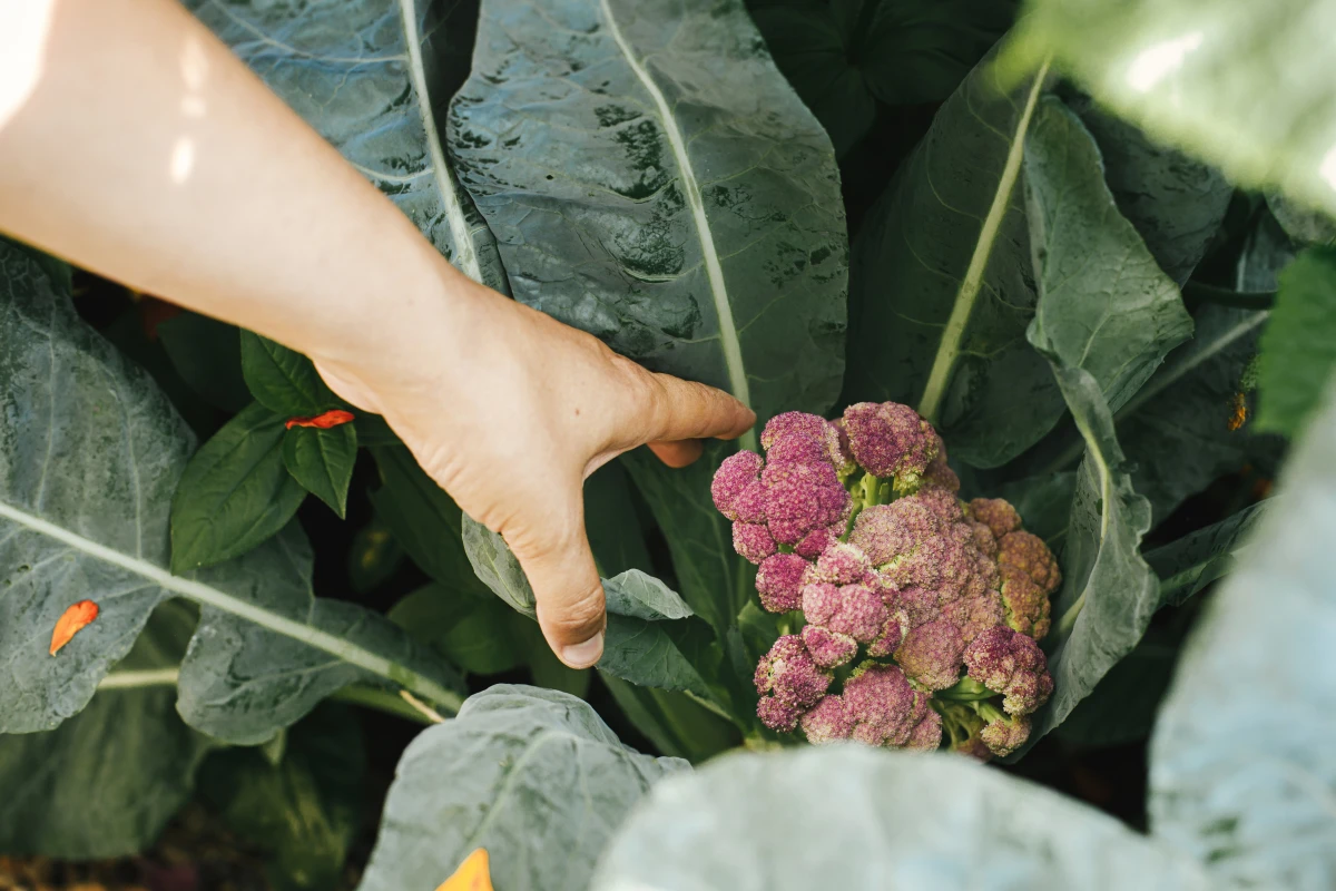 Les avantages et limites de la permaculture en milieu urbain