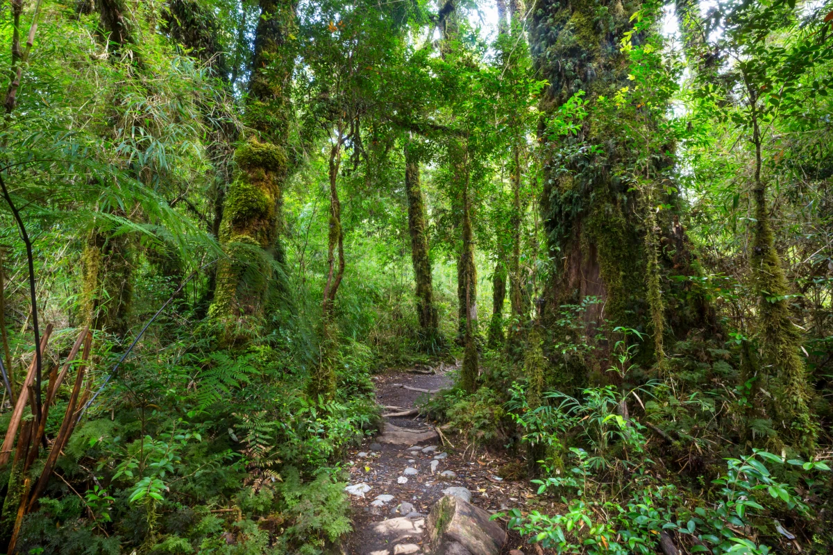 Les défis de la conservation des forêts tropicales