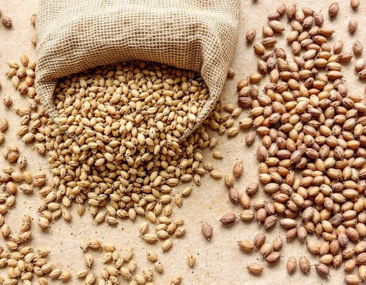 L'importance des graines anciennes pour la diversité alimentaire