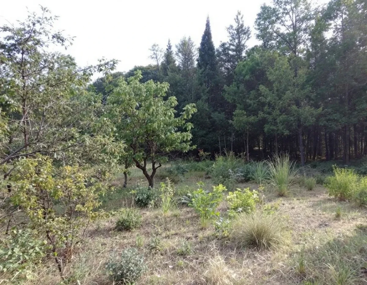 L'agroforesterie : une solution pour la biodiversité et l'agriculture