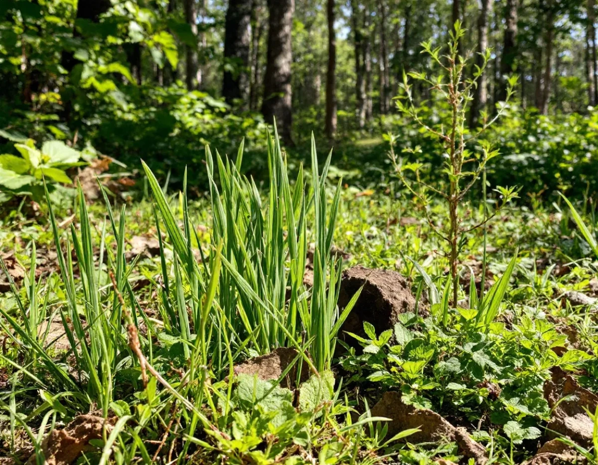 L'impact des énergies fossiles sur la biodiversité mondiale
