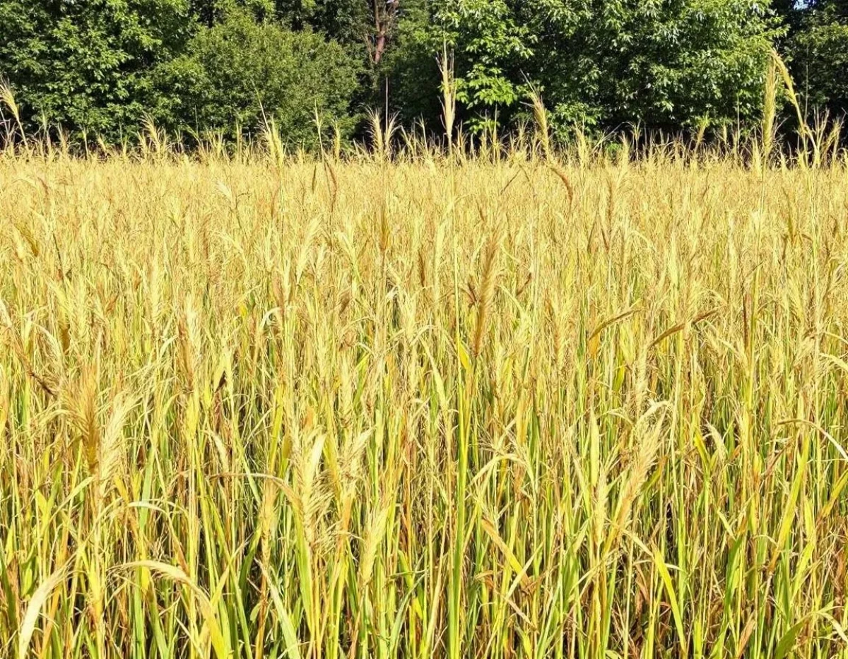 Les alternatives écologiques aux pesticides chimiques