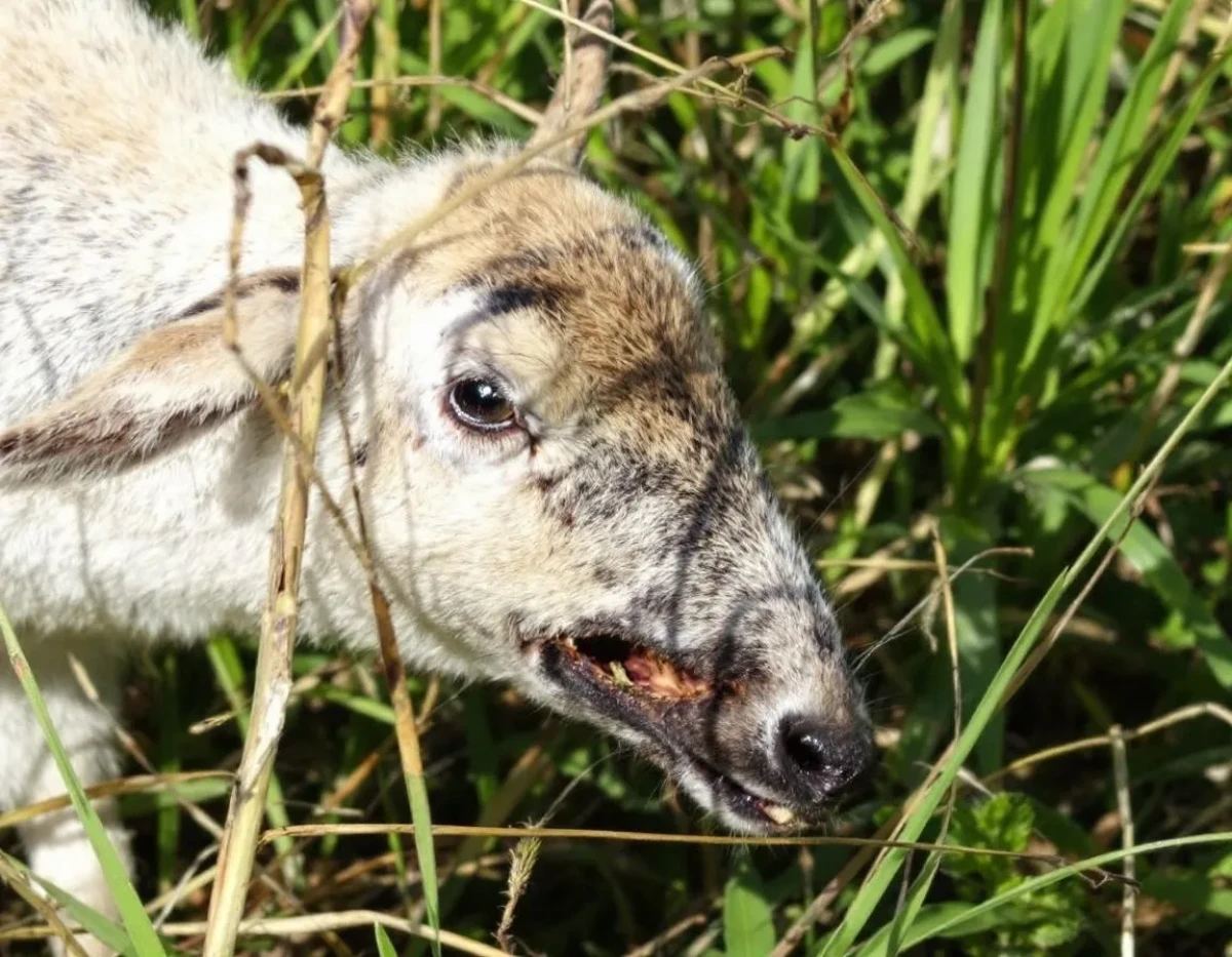 Analyser l'effet des corridors écologiques sur la faune en milieu agricole