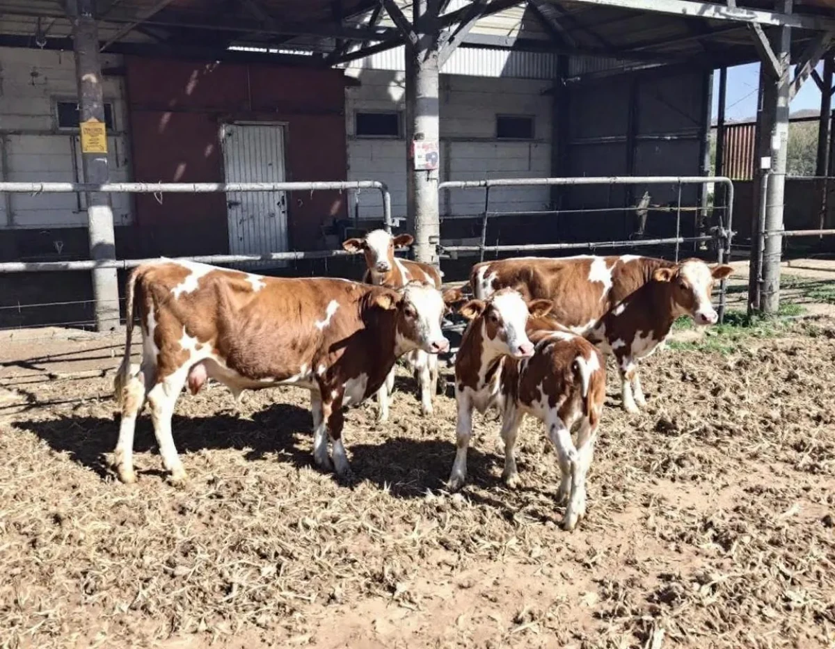 L'élevage paysan face aux enjeux de santé animale et humaine